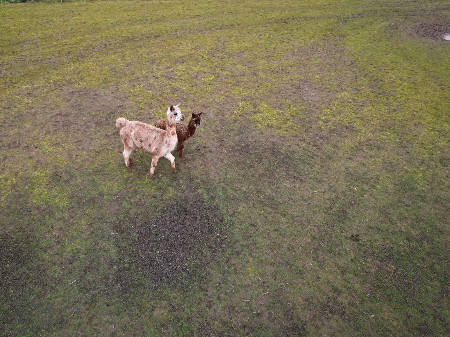 DJI_0050